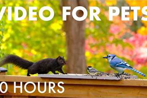 Saturday Morning Cartoons for Pets 🐱 - 10 Hours of Backyard Birds and Squirrels - Jun 06, 2026
