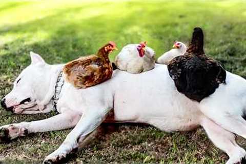 We're getting the squad back together! | Animal BFFF's