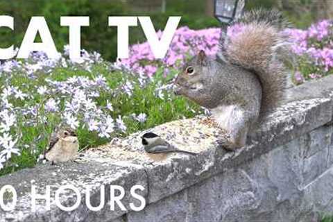 Sunday Morning Brunch for Birds, Squirrels and Chipmunks - 10 Hour Cat TV for Pets - Jun 07, 2026