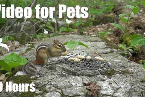 Cat TV for Pets to Watch 🐱 - Squirrels, Chipmunks and Trilliums in the Forest - Jun 08, 2026