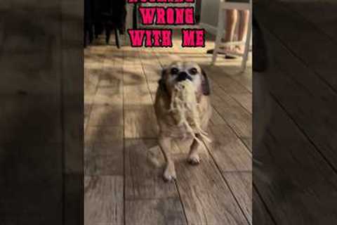 liek if this is ur dogs new fav song 😤🥁🎸🤘#musicalcomedy #metal #dogs #rock