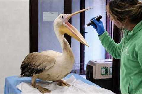 No Vet School Could Prepare Them for These Animals 😂