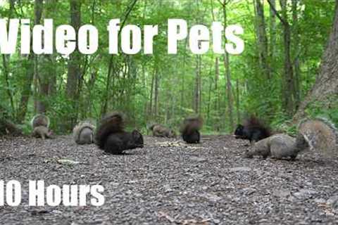 A Scurry of Squirrels in the Forest - 10 Hour Cat TV for Pets to Watch 🐱 - Jun 09, 2026