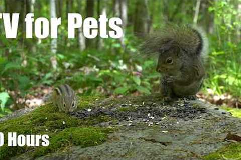 Chipmunks, Squirrels and Forest Animals in Harmony - 10 Hour Cat TV for Pets 🐱 - Jun 10, 2027