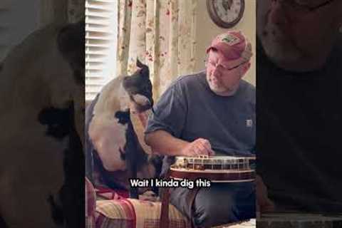 Dog Adorably Tilts Head to Man Tuning Banjo