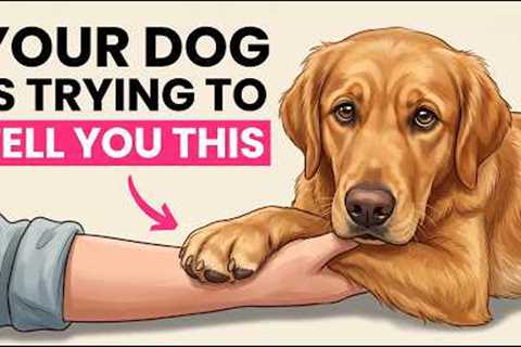 10 Secret Compliments Your Dog Gives You (That Most Owners Miss)