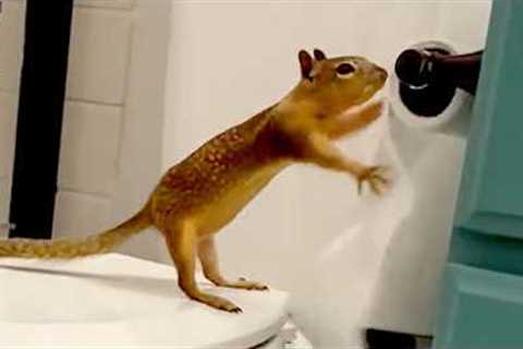 My Pet Squirrel Uses All The TP | Funniest Pets of the Week