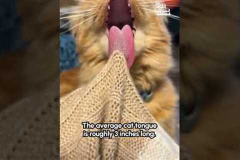 What could be better than a cat's lil sandpaper tongue?! NOTHING! Nothing could ever be better! 😹💥👅🤪