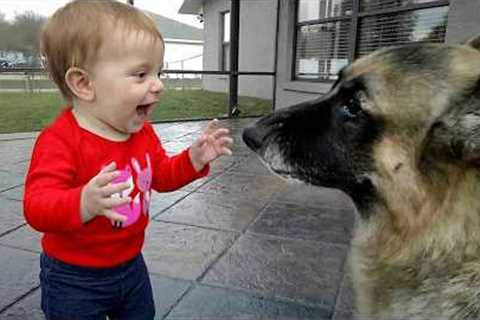 When Your Baby Touches a German Shepherd… Nobody Expected This 😍