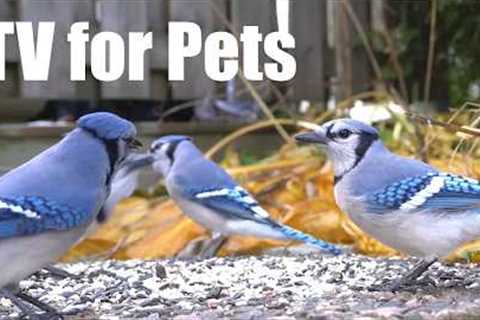 Saturday Morning Cartoons for Pets 🐱 - 10 Hours of Blue Jays and Backyard Birds - Jun 13, 2026