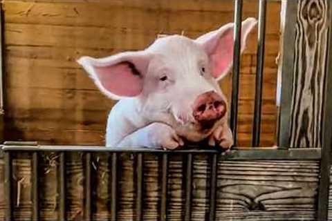 My Pig Can Talk, I Just Know It | Funny Farm Fails