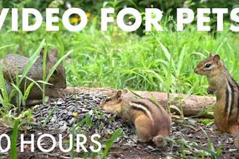 Sunday Morning Brunch for Backyard Squirrels and Chipmunks - 10 Hour Cat TV for Pets - Jun 14, 2026