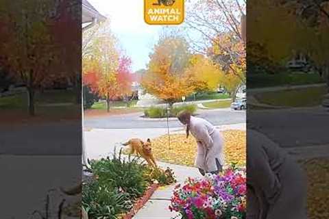 When it all goes wrong 💥🐕❗️🫣  | Animal Watch