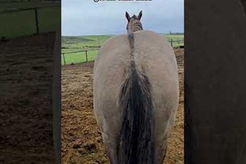 Quarter Horse Gelding Playfully Demands Butt Scratches From Owner