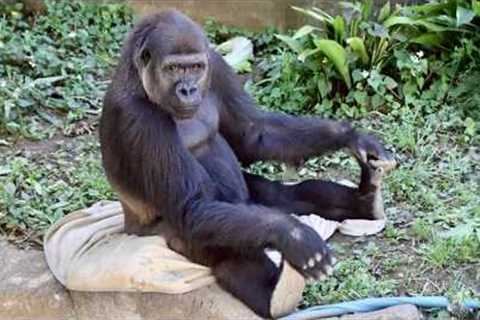 These Funny and Unexpected Gorilla Reactions Are Unbelievable...😳🦍