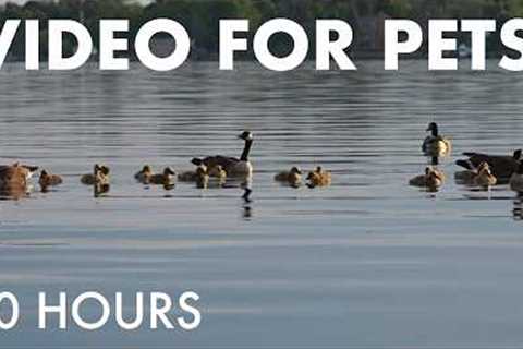 Cat TV for Pets to Watch 🐱 - 10 Hours of Ducks, Baby Geese and Birds by the Water - Jun 16, 2026