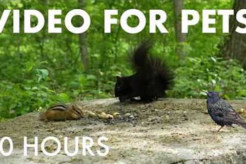 Cat TV for Pets to Watch 🐱 - 10 Hours of Chipmunks, Squirrels and Forest Friends - Jun 17, 2026