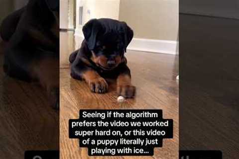 is this video of Prince the puppy better than anything else we make? Probably… 🤥🧊 #dog #rottweiler