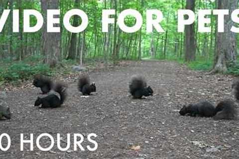 A Scurry of Squirrels and Forest Friends - 10 Hour Cat TV for Pets to Watch 🐱 - Jun 18, 2026