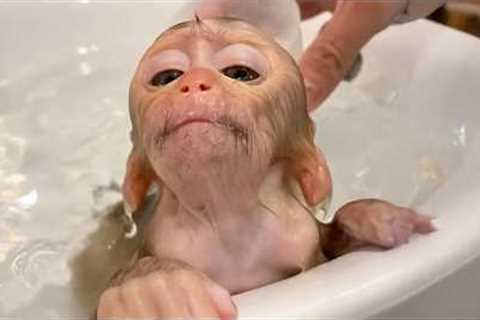 Animals Take Their First Bath… the Reactions Are Priceless! 😂