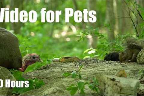 Cat TV for Pets to Watch 🐱 - 10 Hours of Turkeys, Chipmunks and Forest Friends - Jun 19, 2026