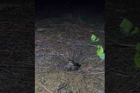 Frog Hunting #wildlife #naturevideo