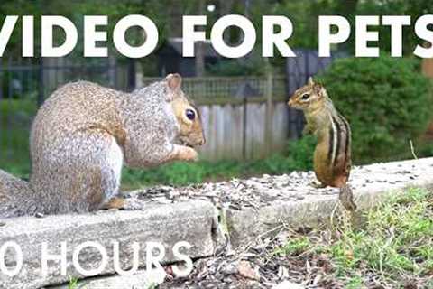 Saturday Morning Cartoons for Pets 🐱 - Chipmunks, Squirrels and Backyard Birds - Jun 20, 2026