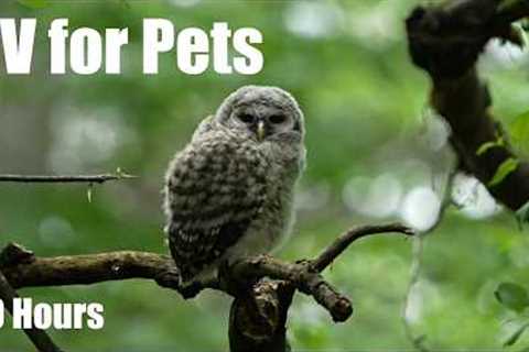 Baby Owls, Chipmunks and Animals in the Forest - 10 Hour Cat TV for Pets 🐱 - Jun 22, 2026