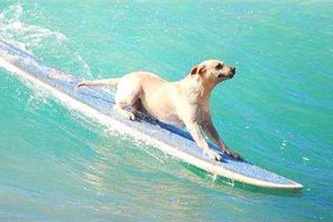 Dogs Meeting the Ocean for the First Time… and It's Hilarious! 😂