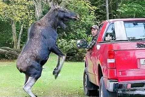 When Wild Animals Get Way Too Close 😱