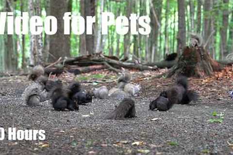 Cat TV for Pets to Watch 🐱 - 10 Hours of Birds, Squirrels and Animals in the Forest - Jun 23, 2026