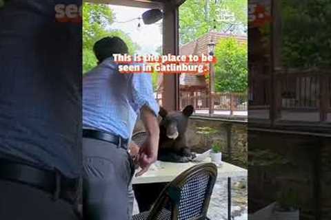 Welcome To Bear Country! 💥 #Bear #Funny #Tennessee #Gatlinburg