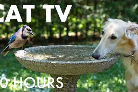 Cat TV for Pets to Watch 🐱 - 10 Hours of Birds and Animals at the Birdbath - Jun 24, 2026