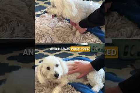 PawPicks: PriorPet Dog Ramp