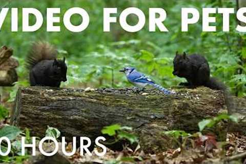 Cat TV for Pets to Watch 🐱 - Chipmunks, Birds and Squirrels in a Rainy Forest - Jun 25, 2026
