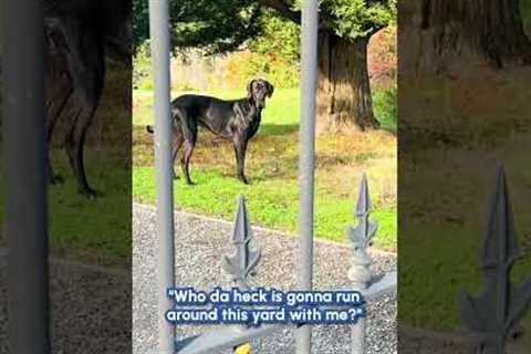 Great Dane Blocks Driveway in Adorable Protest!