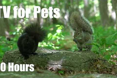 Cat TV for Pets to Watch 🐱 - 10 Hours of Birds, Squirrels and Forest Friends - Jun 26, 2026