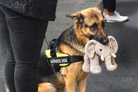 You Won't Believe How Funny These Police Dogs Are... 🤣