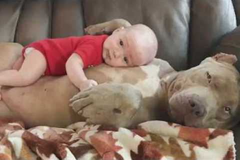 The Most FUNNY Baby Touches Dog on The Tonight Show!