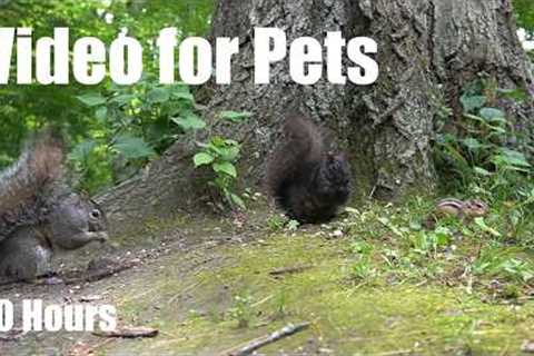 Saturday Morning Cartoons for Pets 🐱 - 10 Hour Forest Friends Edition - Jun 27, 2026