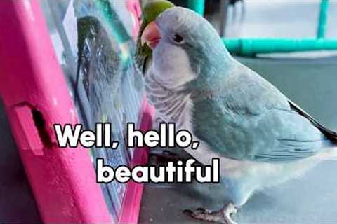 My Bird Is an iPad Kid 🙄 | Funny Bird Fails Compilation