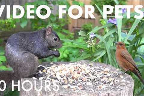 Sunday Morning Brunch for Birds, Squirrels and Chipmunks - 10 Hour Cat TV for Pets - Jun 28, 2026