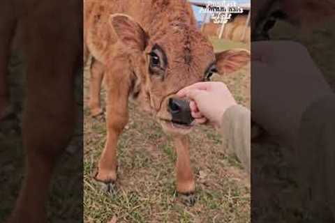This video will have you laughing so hard you oink!! 🐷😆