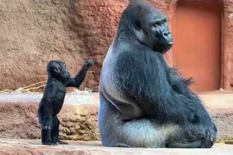 When Mom Animals Get Tired of Raising Their Babies…🤣