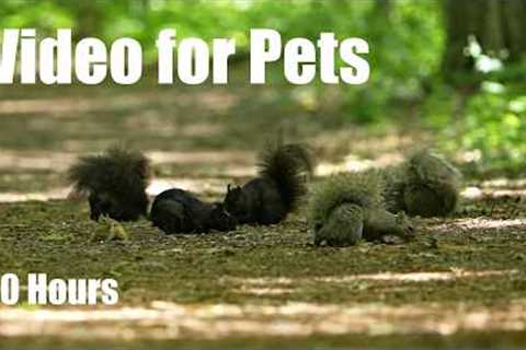 Cat TV for Pets to Watch 🐱 - 10 Hours of Birds, Squirrels and Forest Friends - Jun 29, 2026