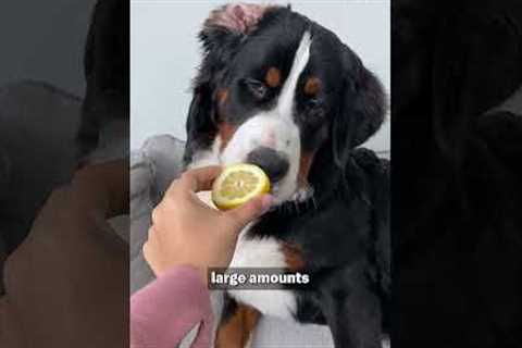 What's the Deal with Dogs and Lemons? | Pet Pointers