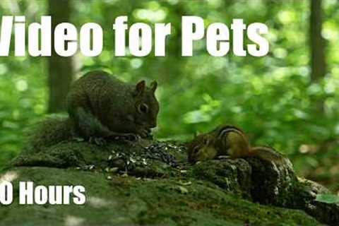 Cat TV for Pets to Watch 🐱 - 10 Hours of Chipmunks, Squirrels and Forest Friends - Jun 30, 2026
