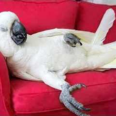 You Will Die Laughing At These Parrot 😂 Funny Parrot Videos 2026