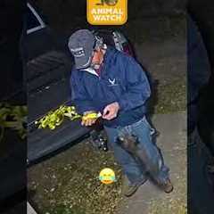 🚨 Who's At The Door?! | Animal Watch