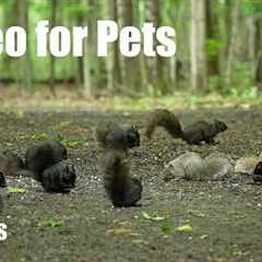 A Scurry of Squirrels and Forest Friends - 10 Hour Cat TV for Pets to Watch 🐱 - Jul 01, 2026